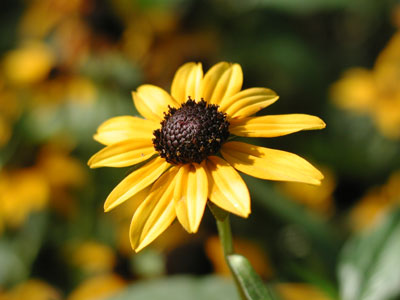 ../images/black-eyed_susan.jpg