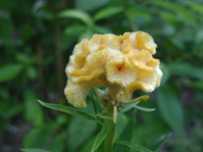 ../images/celosia.jpg