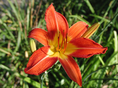 ../images/daylily.jpg