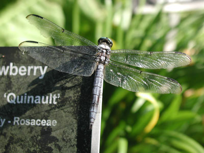 ../images/dragonfly1.jpg