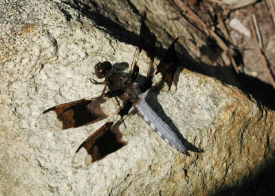 ../images/dragonfly2.jpg