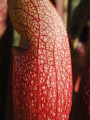 ../images/pitcher_plant.jpg