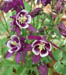 columbine