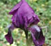 purpleiris