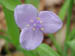 spiderwort