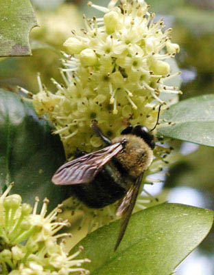 bee_on_holly