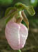 lady_slipper