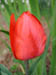 red_tulip