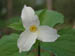 white_trillium