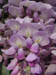 wisteria_closeup