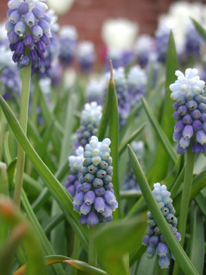 ../images/grape_hyacinth.jpg