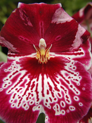 ../images/pansy_orchid.jpg