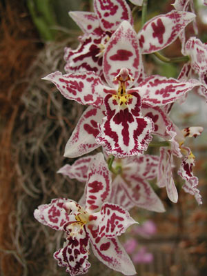 ../images/purple_orchids.jpg