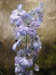 delphinium