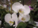 whiteorchids