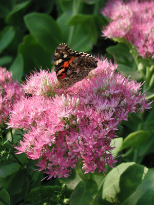 ../images/moth_on_sedum.jpg