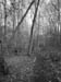 trailview_bw