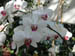 whiteorchids