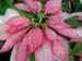 pointsettia