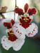 fancy_orchids