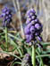 grape_hyacinth