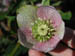 hellebore