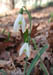 snow_drops