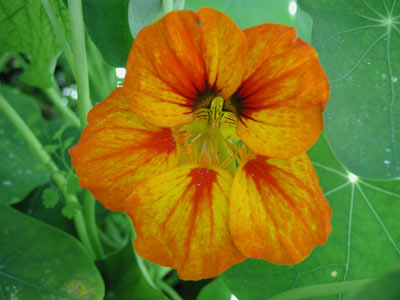 ../images/03_nasturtium.jpg