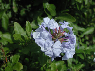 ../images/07_plumbago.jpg