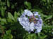 07_plumbago