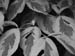 leaves_bw