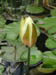 whitewaterlily