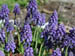 grapehyacinth