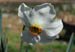 narcissus_close