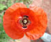 redpoppy