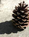 pinecone