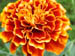 marigold