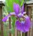 purpleiris