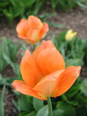 ../images/peach_tulips.jpg