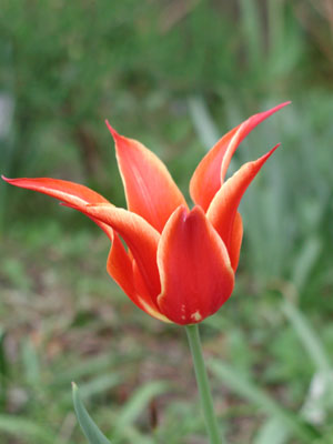 ../images/red_tulips.jpg