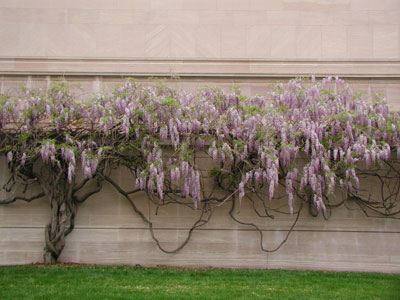 ../images/wisteria.jpg