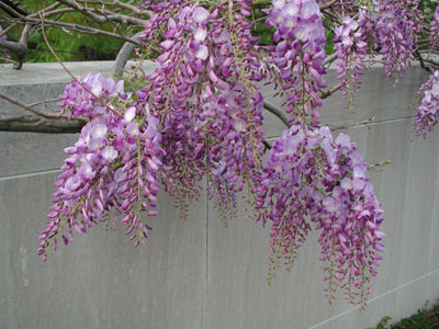 ../images/wisteria_close.jpg