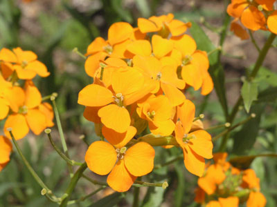 ../images/21_erysimum.jpg