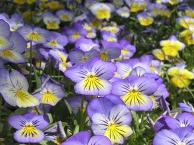 ../images/24_pansies.jpg