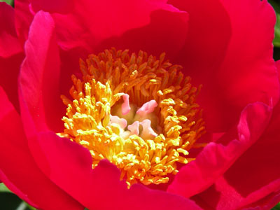 ../images/40_peony.jpg