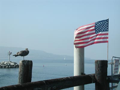 ../images/10_patriotic_gull.jpg