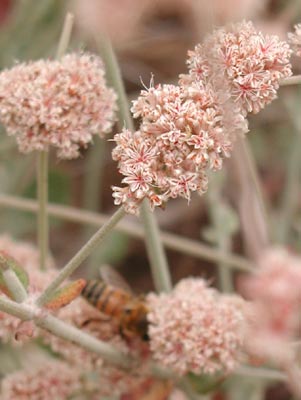 ../images/41_ashy-leaf_buckwheat.jpg