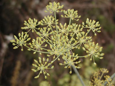 ../images/45_sweet_fennel.jpg