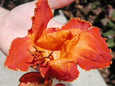 ../images/53_tulip_tree_flower.jpg