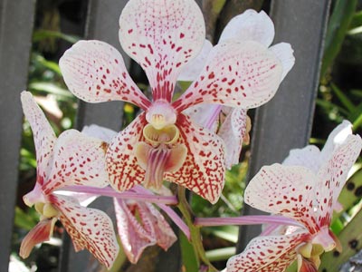 ../images/54_orchids.jpg